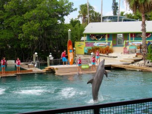 Le spectacles de dauphins "Flipper" au Miami Seaquarium