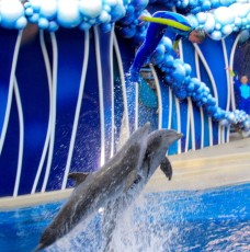 Les dauphins à SeaWorld Orlando