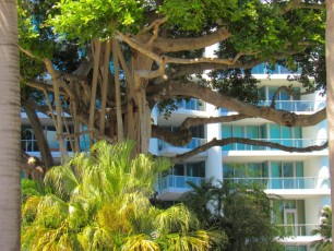 Coconut-Grove-Miami-7247