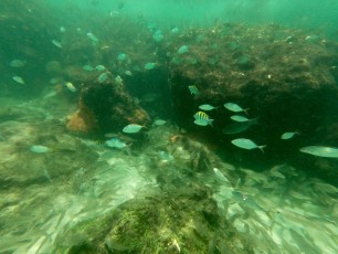 Plage de Red Reef - Snorkeling - Boca raton - Floride