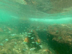 Plage de Red Reef - Snorkeling - Boca raton - Floride