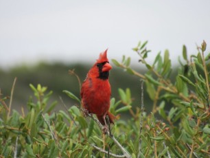 Cardinal dans le Grayton Beach State Park