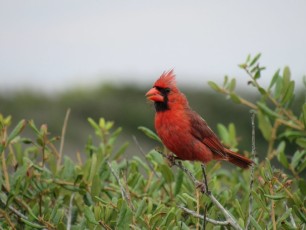 Cardinal dans le Grayton Beach State Park