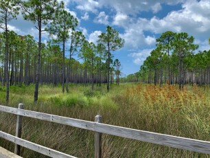 bald-point-state-park-st-mark-national-park-plage-panhandle-Floride-8398