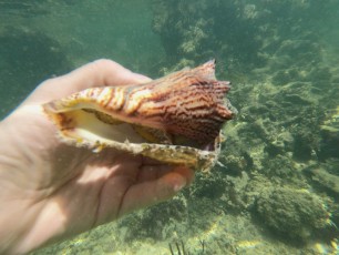 Le site de snorkeling d'Indian Key, dans l'archipel des Keys de Floride