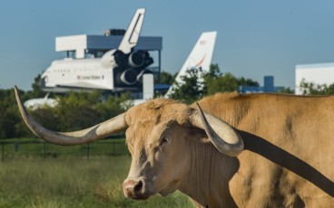 Vache Longhorn près du Space Center de Houston
