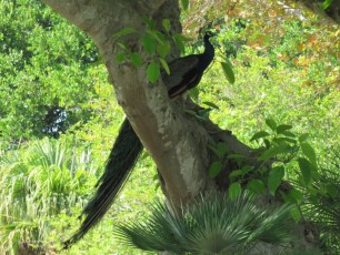 L'ex-zoo de Miami, au sud de Crandon Park sur Key Biscayne