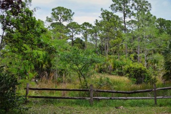 hog-hammock-trail-west-palm-beach-Floride-0729