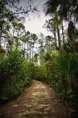 hog-hammock-trail-west-palm-beach-Floride-0759
