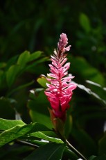 audubon-house-tropical-garden-Key-West-Floride-7317