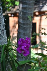 audubon-house-tropical-garden-Key-West-Floride-7359
