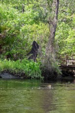 Kayak-Fernandina-Amelia-Island-Floride-2319