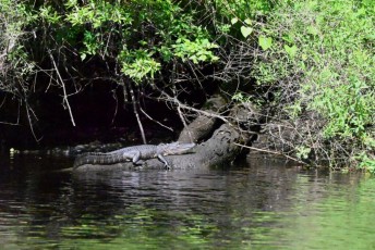 Kayak-Fernandina-Amelia-Island-Floride-2462
