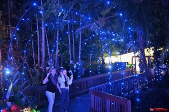 winter-wonderland-hoffman-decorations-noel-flamingo-gardens-davie-floride-3415