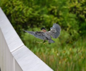 long-key-natural-area-davie-parc-floride-5170