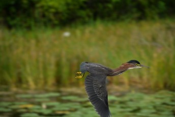long-key-natural-area-davie-parc-floride-5171