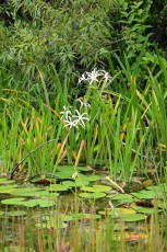 long-key-natural-area-davie-parc-floride-5175