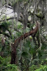 long-key-natural-area-davie-parc-floride-5178