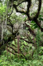 long-key-natural-area-davie-parc-floride-5180