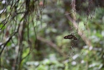 long-key-natural-area-davie-parc-floride-5192