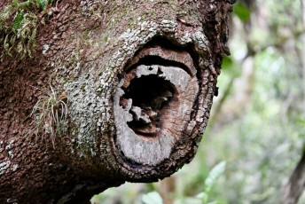long-key-natural-area-davie-parc-floride-5196