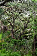 long-key-natural-area-davie-parc-floride-5197
