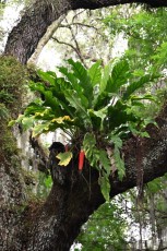 long-key-natural-area-davie-parc-floride-5198