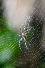 long-key-natural-area-davie-parc-floride-5200