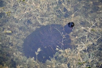 long-key-natural-area-davie-parc-floride-5201