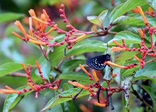 long-key-natural-area-davie-parc-floride-5205
