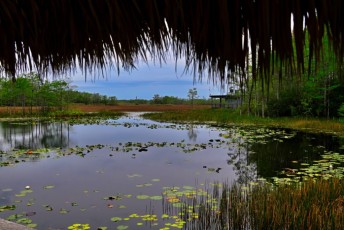 Le parc Grassy Waters Preserve (Everglades, à West Palm Beach)