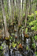grassy-waters-preserve-west-palm-beach-Floride-0614