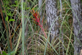 grassy-waters-preserve-west-palm-beach-Floride-0620