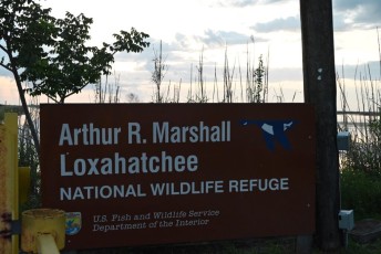 Loxahatchee-National-Wildlife-Refuge-Parkland-8123