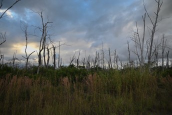 loxahatchee-preserve-Floride-6643