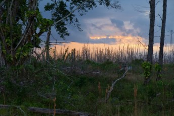 loxahatchee-preserve-Floride-6689