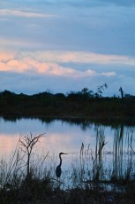 loxahatchee-preserve-Floride-6710