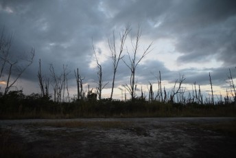 loxahatchee-preserve-Floride-6723