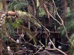 image: Palm Beach Zoo Floride