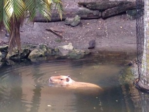 image:Palm Beach Zoo Floride