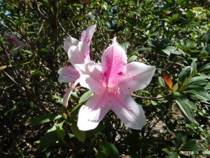 Orchidée dans les Jardins Japonais Morikami à Delray Beach