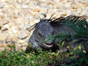 Iguane dans les Jardins Japonais Morikami à Delray Beach