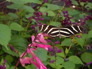 Papillon aux Jardins Botaniques de Naples / Floride