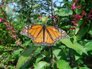 Papillon aux Jardins Botaniques de Naples / Floride