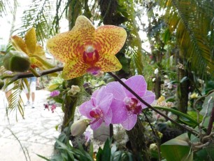 Orchidées aux Jardins Botaniques de Naples / Floride