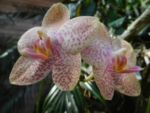 Orchidées aux Jardins Botaniques de Naples / Floride