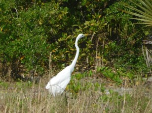 Oiseau à Port Salerno / Floride
