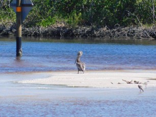 Pélican dans le lagon de la Plage de Clam Pass Park à Naples en Floride