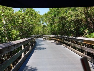 Mangrove près de la plage de Clam Pass Park à Naples en Floride