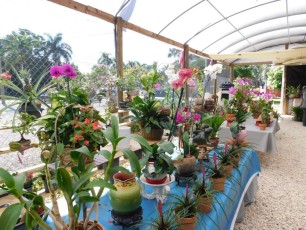 Orchidées à la Phil's Berry Farm dans le Redland de Homestead (près de Miami en Floride)